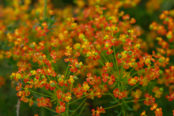 Euphorbia cyparissias – Image 2