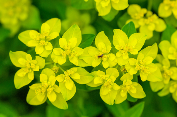 Euphorbia hyberna – Image 2