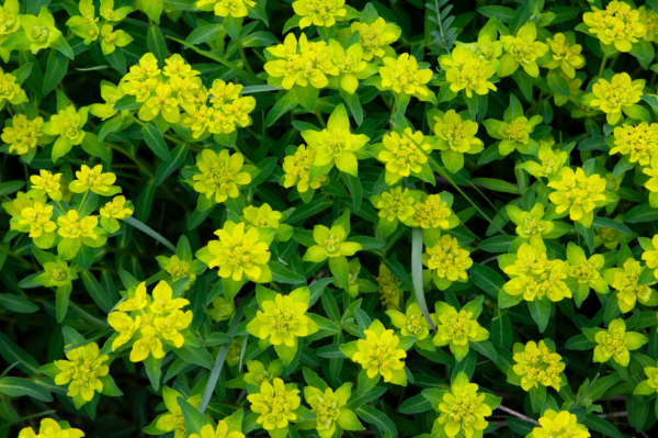 Euphorbia hyberna – Image 3