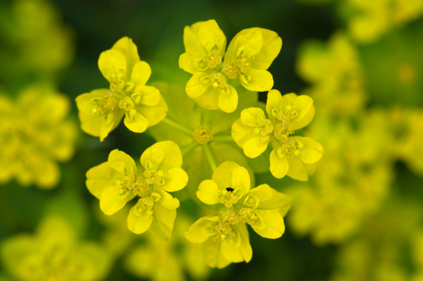 Euphorbia hyberna