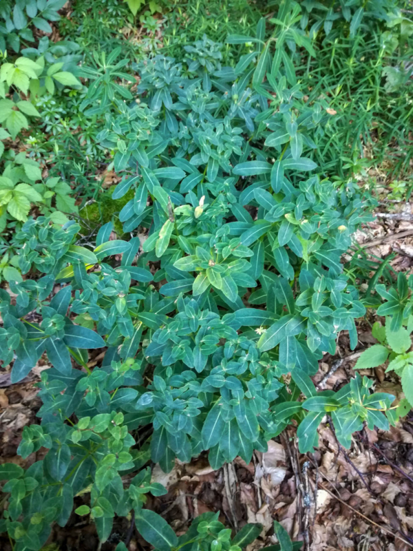 Euphorbia hyberna – Image 6