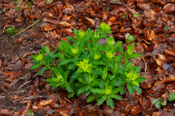 Euphorbia hyberna – Image 5