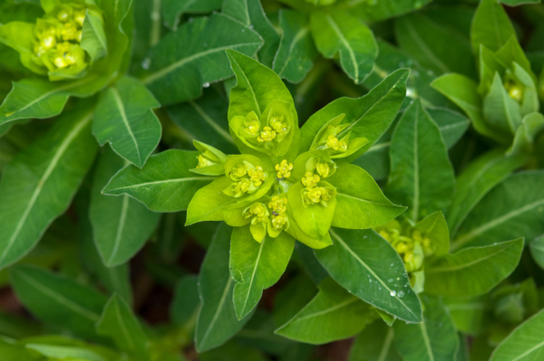 Euphorbia hyberna – Image 4