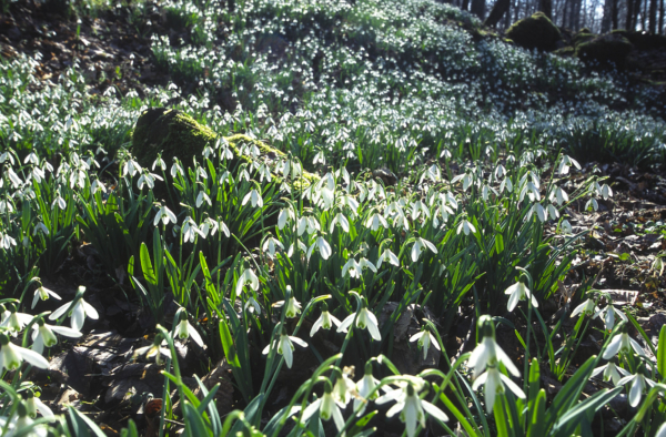 Galanthus nivalis – Image 5