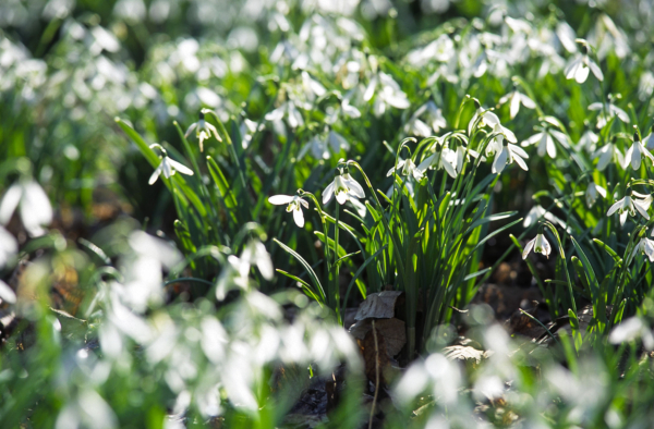 Galanthus nivalis – Image 4