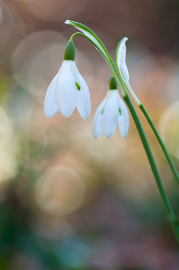 Galanthus nivalis – Image 3