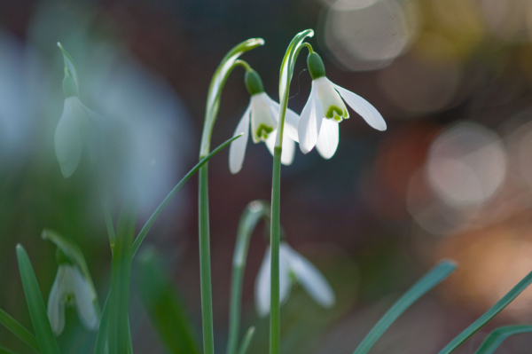 Galanthus nivalis – Image 2