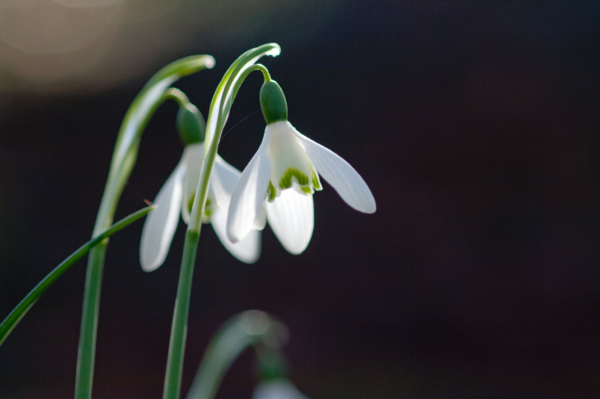 Galanthus nivalis