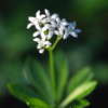Galium odoratum
