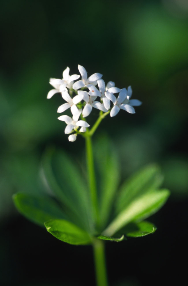 Galium odoratum