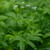 Galium odoratum – Image 4