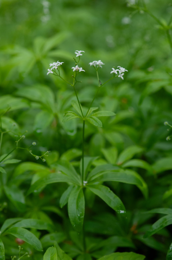 Galium odoratum – Image 4