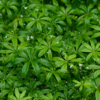Galium odoratum – Image 3