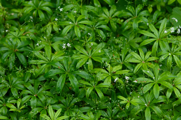 Galium odoratum – Image 3