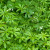 Galium odoratum – Image 2