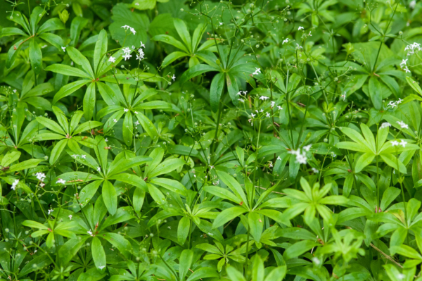 Galium odoratum – Image 2