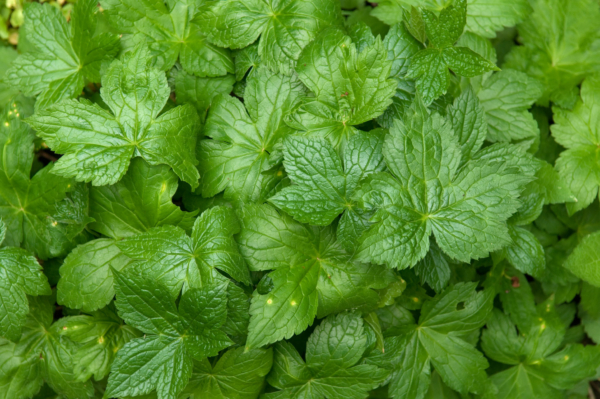 Geranium nodosum – Image 2