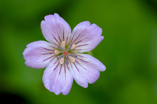 Geranium nodosum