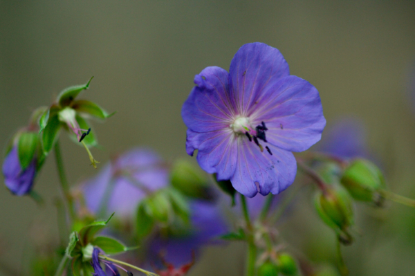 Geranium pratense