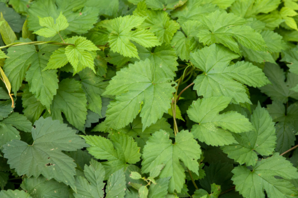 Humulus lupulus – Image 5