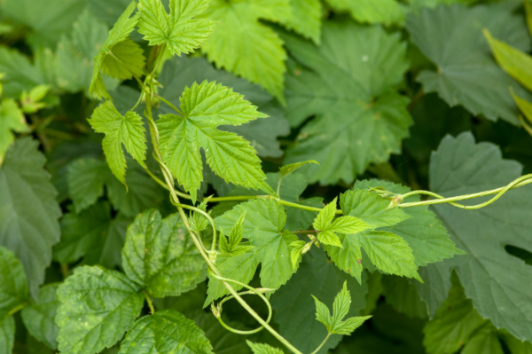 Humulus lupulus – Image 4