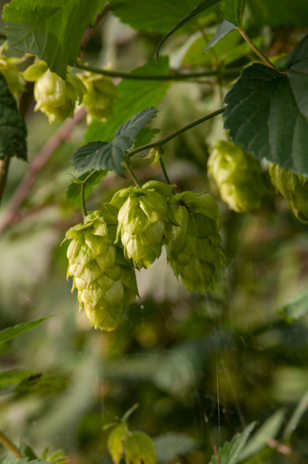 Humulus lupulus