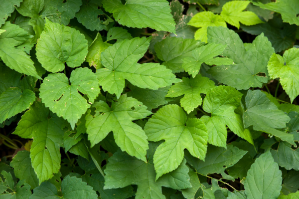 Humulus lupulus – Image 3