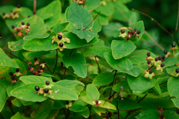 Hypericum androsaemum – Image 3