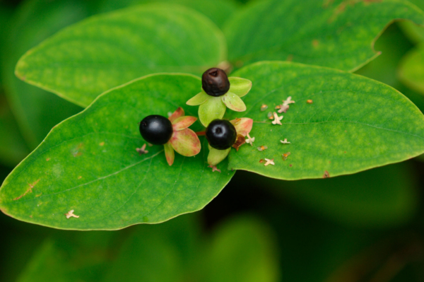 Hypericum androsaemum – Image 2