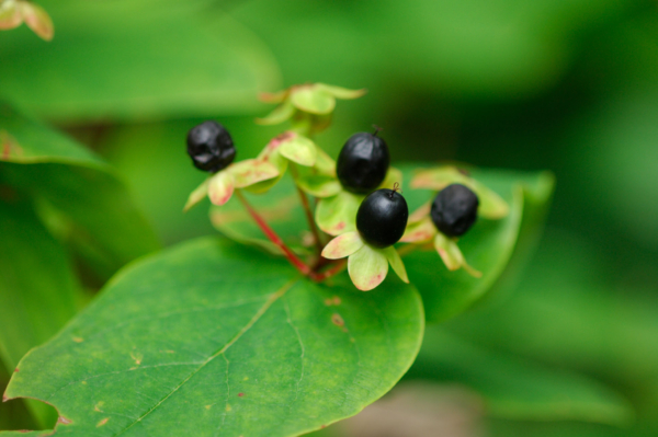 Hypericum androsaemum