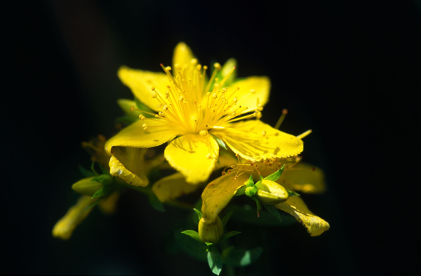 Hypericum maculatum