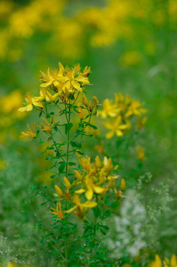 Hypericum perforatum – Image 2