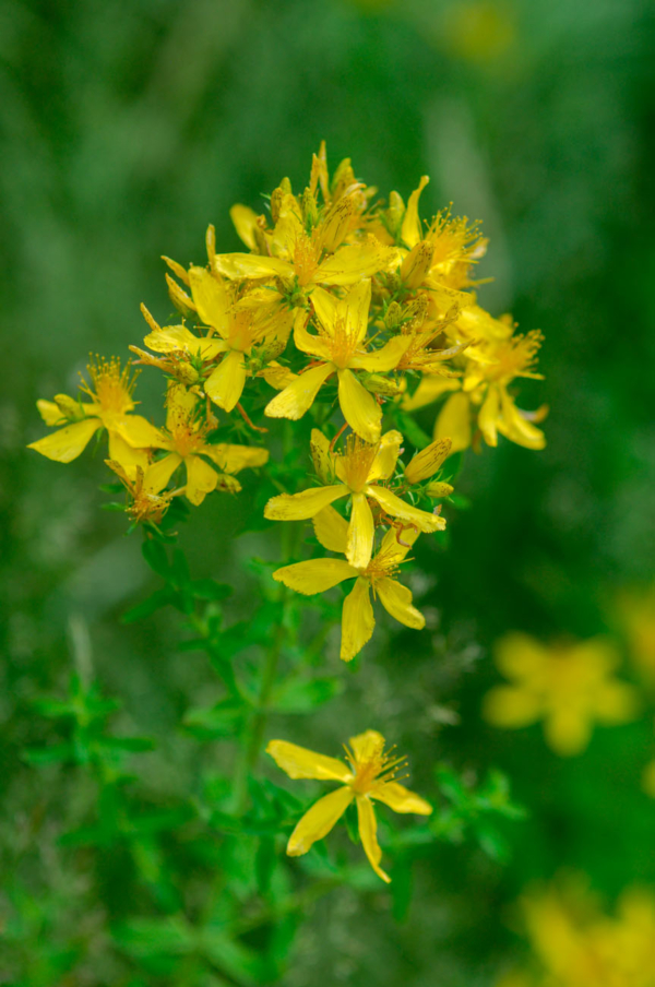 Hypericum perforatum