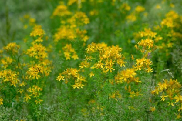 Hypericum perforatum – Image 3