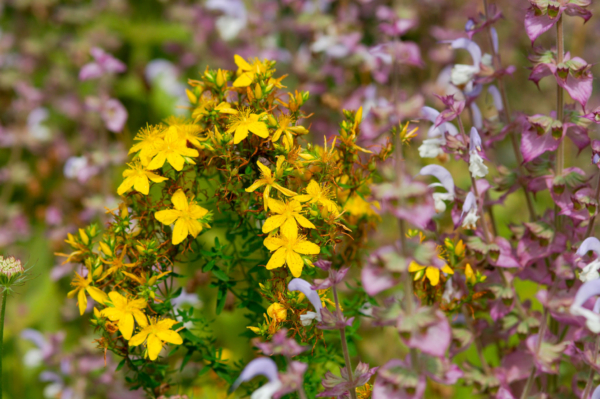 Hypericum perforatum – Image 5