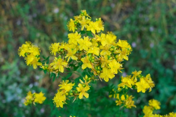 Hypericum perforatum – Image 4