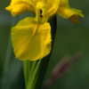 Iris pseudacorus – Image 2