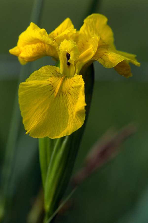 Iris pseudacorus – Image 2