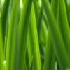 Iris pseudacorus – Image 4
