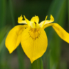 Iris pseudacorus