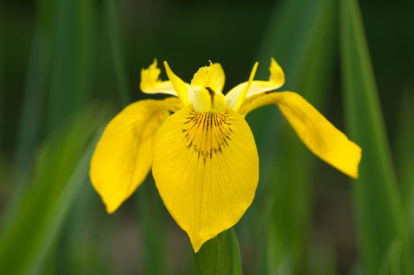 Iris pseudacorus