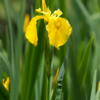 Iris pseudacorus – Image 3