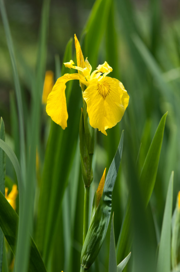 Iris pseudacorus – Image 3