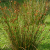 Juncus effusus