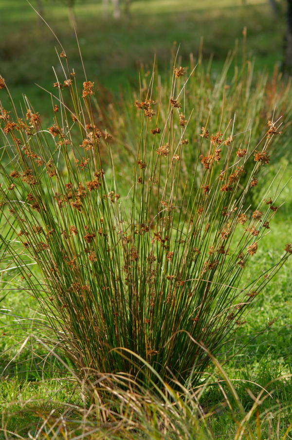 Juncus effusus