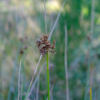 Juncus effusus – Image 3