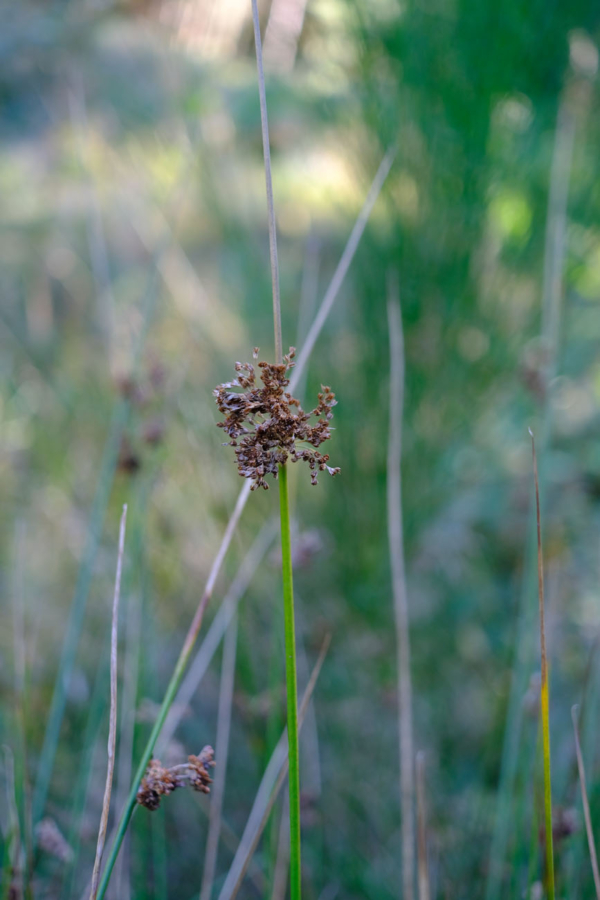 Juncus effusus – Image 3