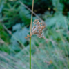 Juncus effusus – Image 2