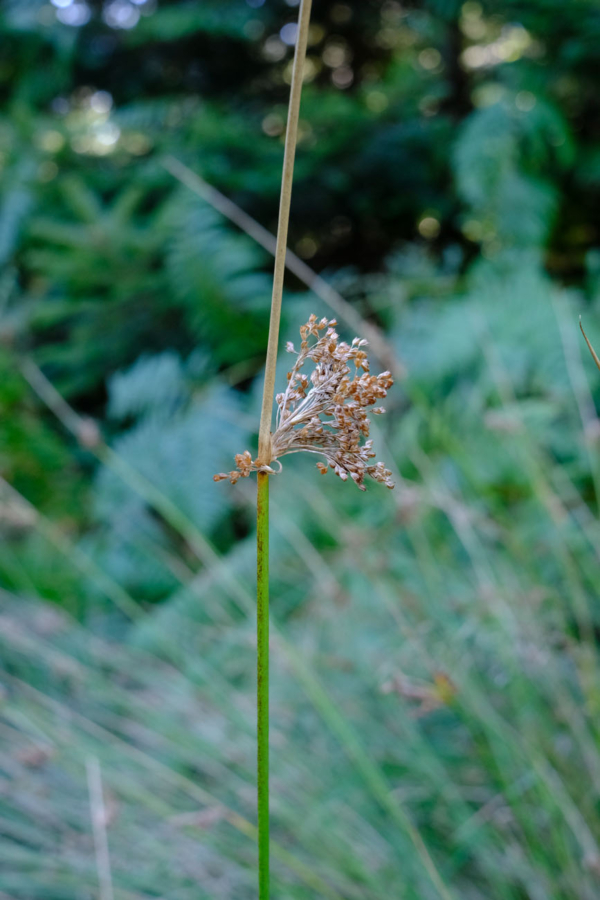 Juncus effusus – Image 2