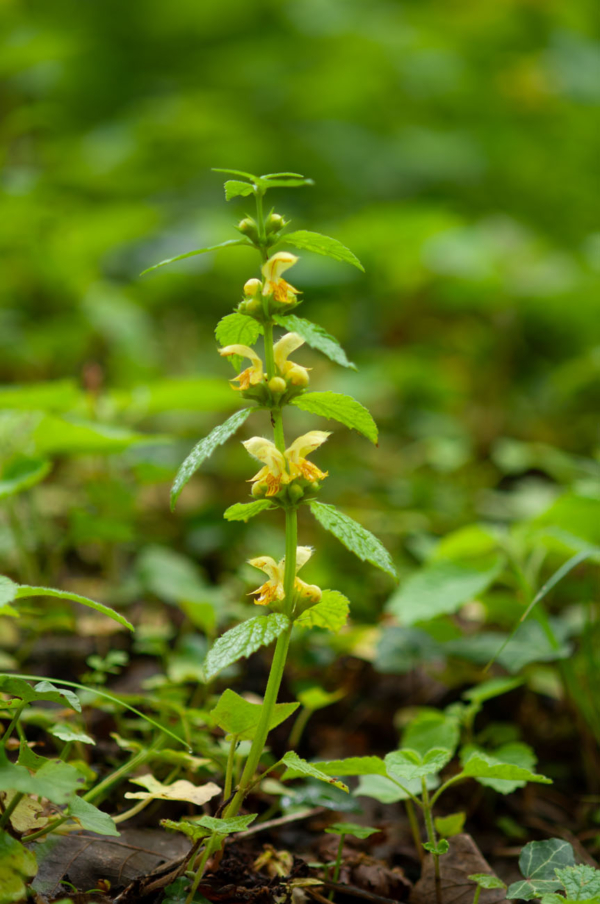 Lamium galeobdolon – Image 3